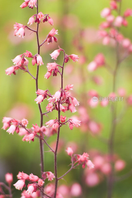 珊瑚钟(Heuchera) - V